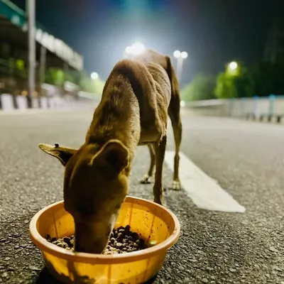 Pets Of Vizag profile
