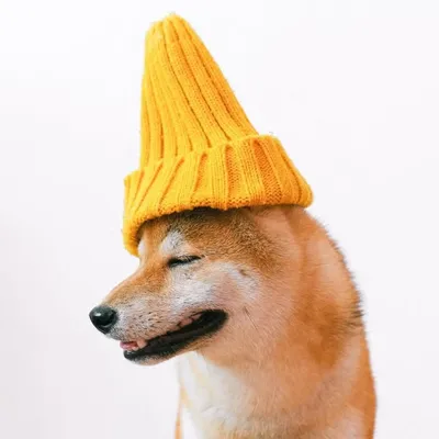 Cutest Pets On Insta ๐ฆ๐บ profile