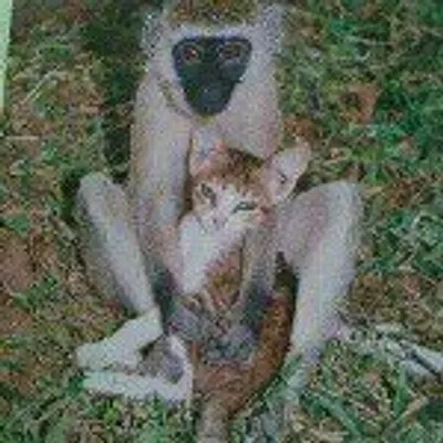p gitau profile