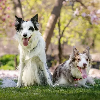 Pharrell 🐼, Rosie🐶, & Rumba🐺🌈 profile
