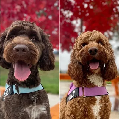 Miss Philly & Master Hershey profile