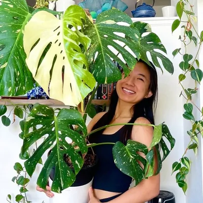 Roseš¹ | Houseplants | Plant care profile