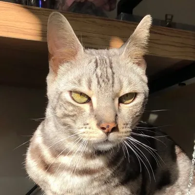 Phoenix the Bengal profile