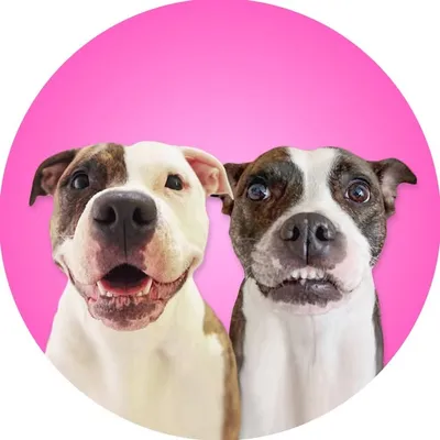 Pickle and Onion profile