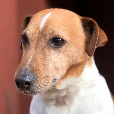 Pies Kampi profile