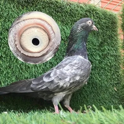๐ธ Pigeon ๐ profile