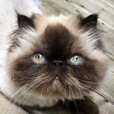 piggy the himalayan ๐ฝ profile