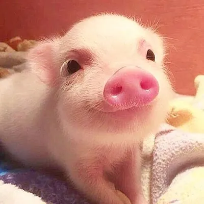 Pigs on Instagram🐽 profile