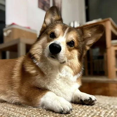 P I K S I profile