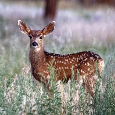 Diane- 🦌PineyCreekFarmhouse profile