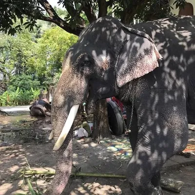 Pink Elephant profile