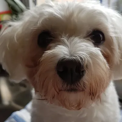 Pippa profile