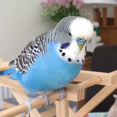๐Pippy The Budgie Bird ๐ profile