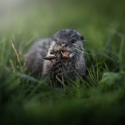 Pip the “3 legged” Otter & friends profile