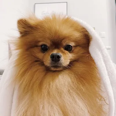 pirat the dog profile