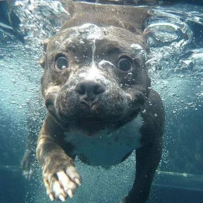 Pit Bull World