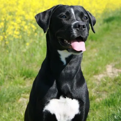 pitadors & labradors love profile