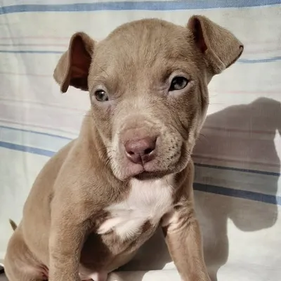 pitbull_by profile