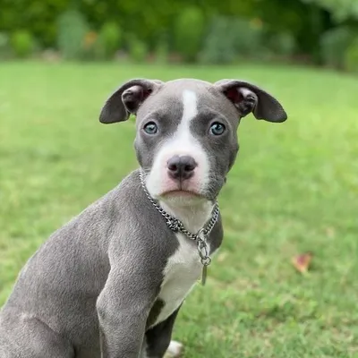 Pitbull | Dog | Indian | profile