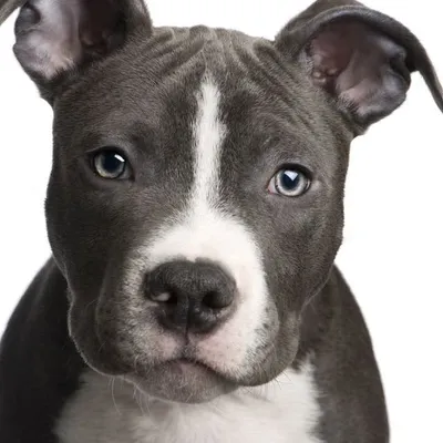 Pit Bull Lovers profile