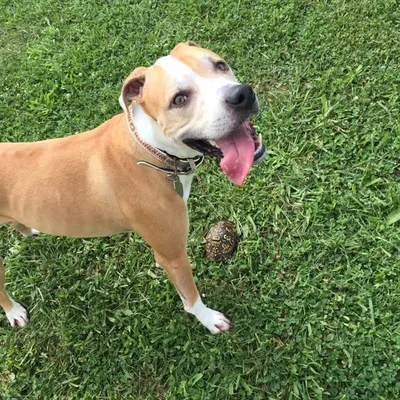 Pit Bull profile