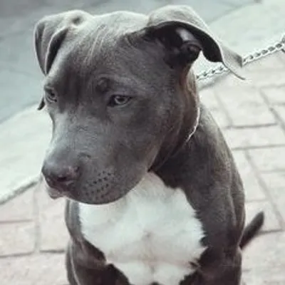 Pitbull profile