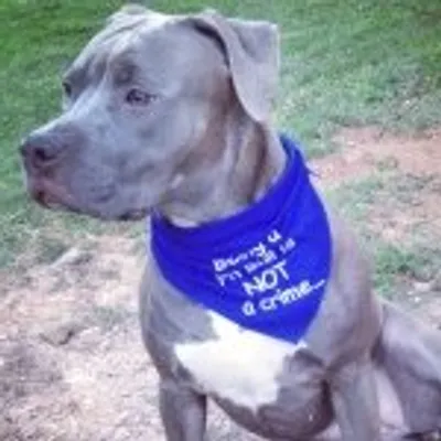 Pit bulls profile