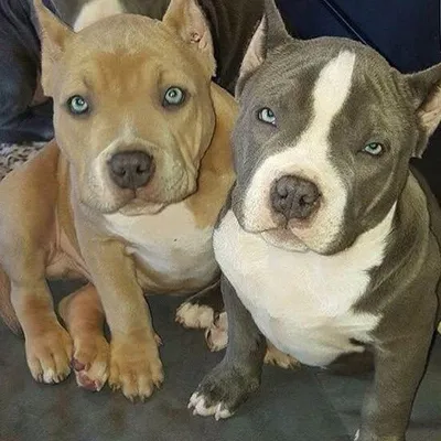 Pitbulls profile