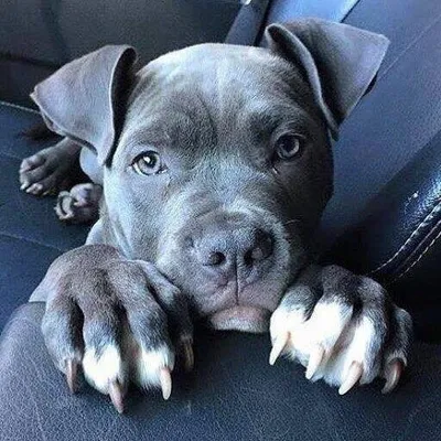 ILovePitbulls profile