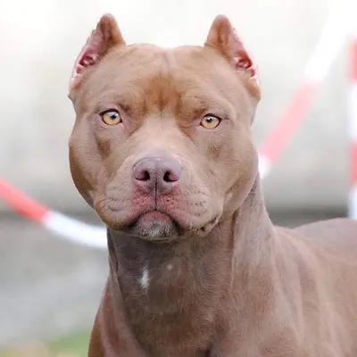 Pit Bulls Lovers profile