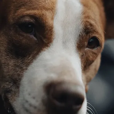 pitbullsofkerala profile