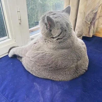 Pitoe The Cat profile