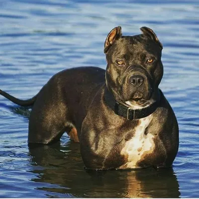 pitspresident profile