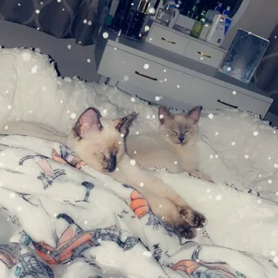 Pixie & Luna profile