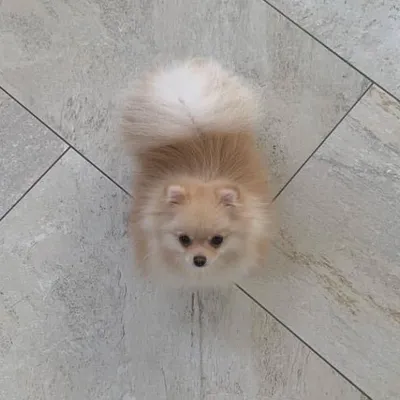 Pixi profile