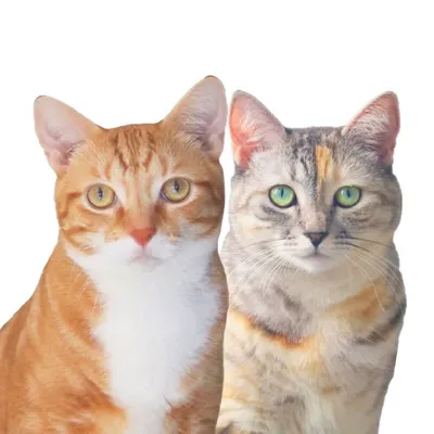 Pizza & Luna Cats profile