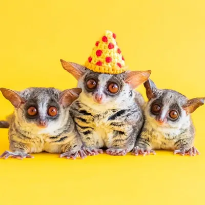 ショウガラゴのピザトル🐵🍕PIZZATORU