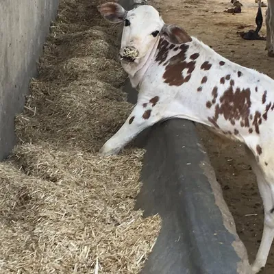 Pashupati Kalyan Parishad (Gaushala) profile