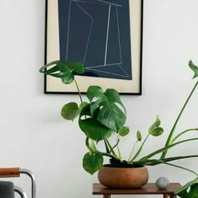 INDOOR PLANTS+INTERIOR DESIGN profile