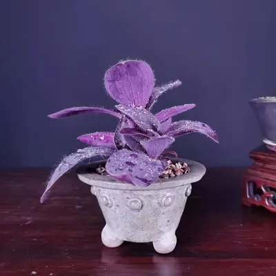 plant_tastic profile