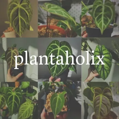 Plantaholix profile