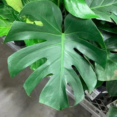 Planties in a Bunch profile