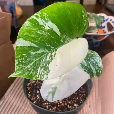 plant princess miami profile