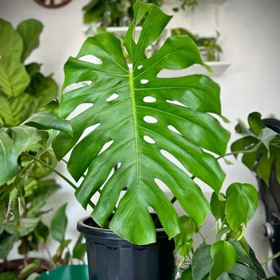 Sumeet | Gardening Tips and DIY profile