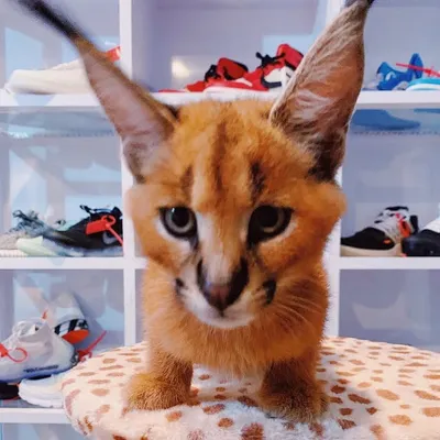 Plara_caracal 🐟 profile