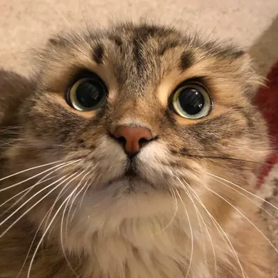 Ploob / Olive profile