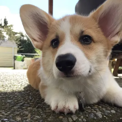 Plue The Corgi profile