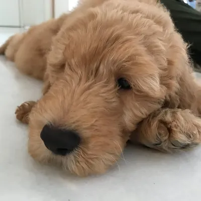 P L U T O profile