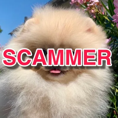 POMERANIAMANIA die Wahrheit! 🚨 profile
