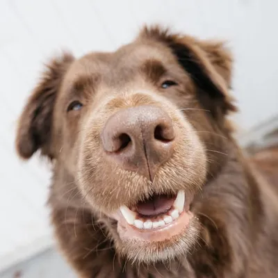 pnwonderdogs profile